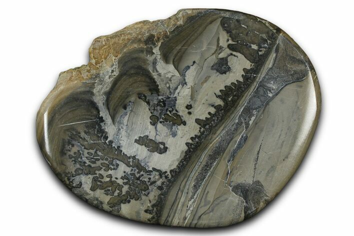 Triassic Aged Stromatolite Fossil - England #365718